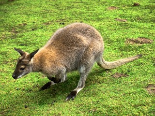 Naklejka na ściany i meble Kangaroo in the UK zoo