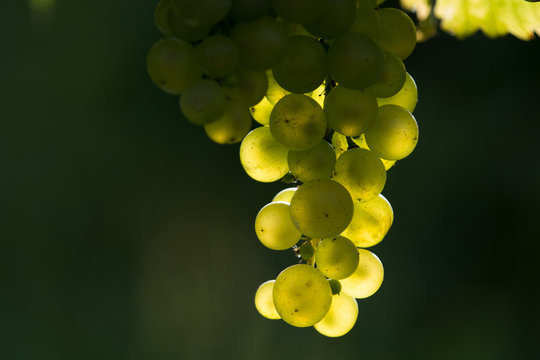Weinreben 14.042