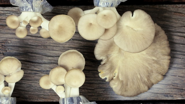 Time lapse of oyster mushrooms growing from cultivation.
