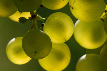 Weintrauben 14.010