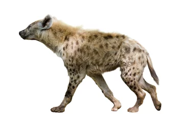 Keuken foto achterwand Hyena Gevlekte hyena