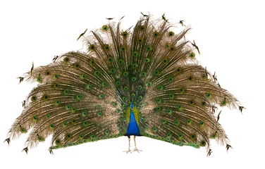Wall murals Peacock Indian Peafowl