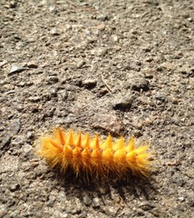 насекомое © metrmail