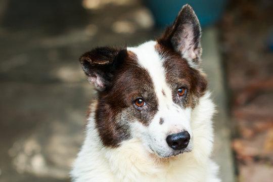 are thai bangkaew dog noisy