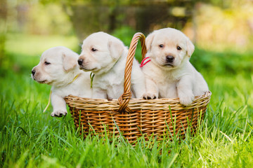 three puppies in a basket © otsphoto