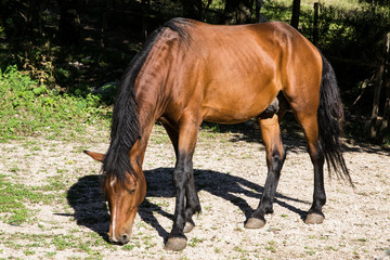 cavallo che bruca