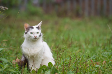 Naklejka na ściany i meble Black and white kitten sitting on green grass