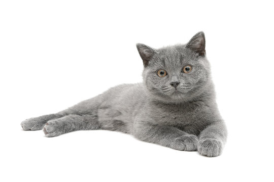 gray kitten (age 3.5 months) isolated on white background