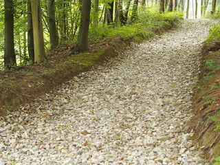 Befestigte Forststraße
