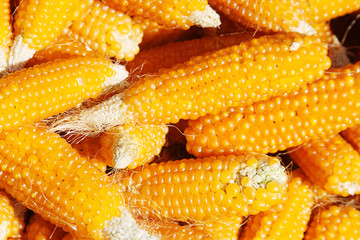 Pile of dried corn cobs