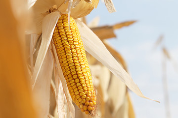 Dry corn on the stalk