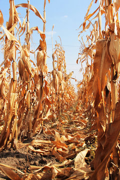 Withered Corn Field