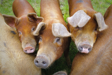 Pig farm in Highland Scotland