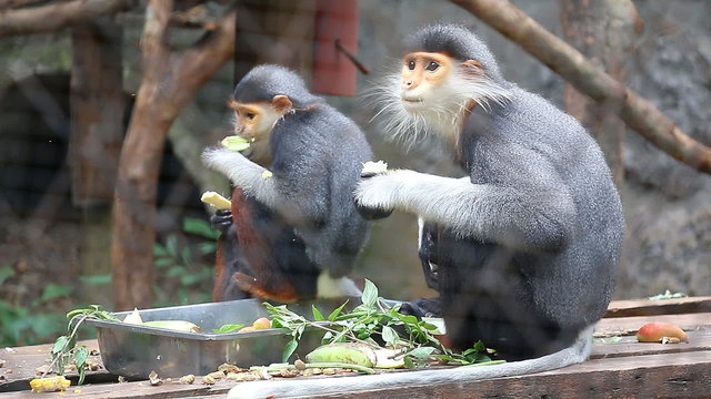 cute monkey eating food in zoo