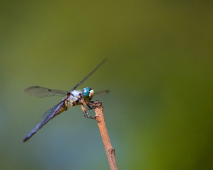 Blue eyed dragonfly