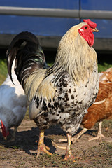 cock
