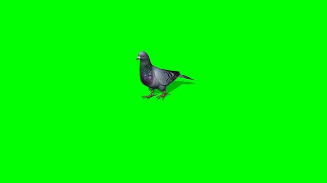 Pigeon goes - 3 different views - green screen