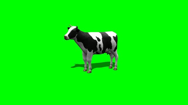 cow stands and looks around - 2 different views - green screen