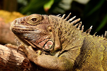 Iguana portrait