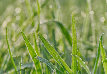 Grass and dew drops