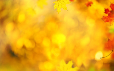 Beautiful autumn background