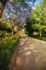 path in the Park