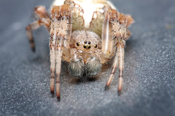 Spider. Close up.