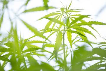 Young cannabis plant, marijuana