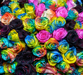 rainbow roses