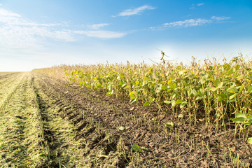 Soybean field ripe just before harvest, agricultural landscape