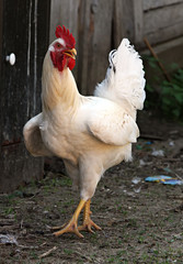 White cock