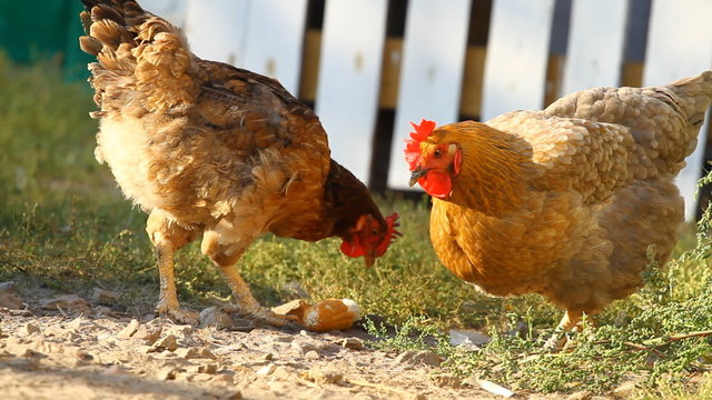 Chickens peck a corn in a village