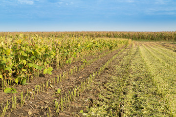Fototapeta na wymiar Soybean field ripe just before harvest, agricultural landscape