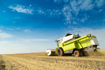 Obraz premium Combine harvester harvesting soybean at field