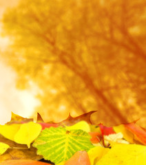 Herbstlaub