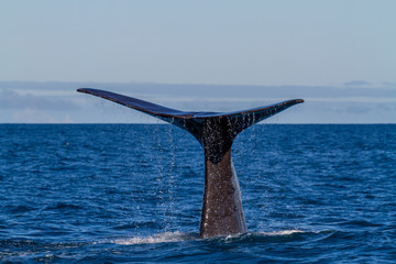 The tail of a Sperm Whale diving.