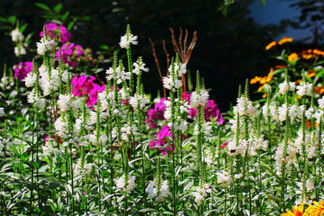 Physostegia flowers