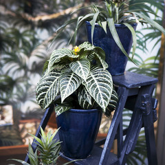 aphelandra house plant in a pot