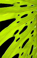 Fototapeta na wymiar green leaf on black