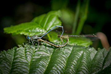 Damselflies mating