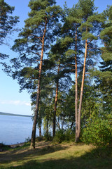 Forest on the banks of lake