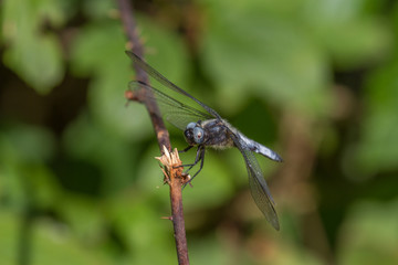 A Dragon fly warming up in the sun.