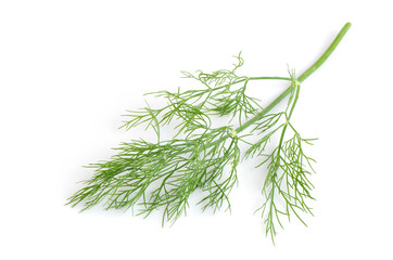 dill herb leaf close up macro isolated on white background