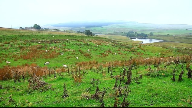 grassholme reservoir uk