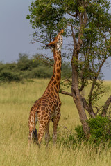 Giraffe eating