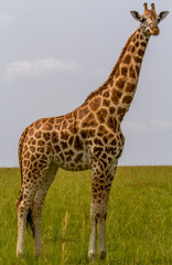 Rotschild's giraffe