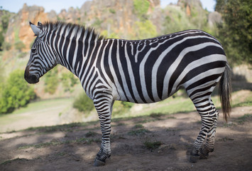 Fototapeta na wymiar a zebra stands alone in a field