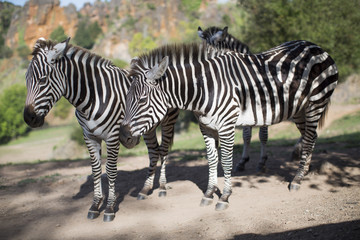 Obraz na płótnie Canvas zebra's in a field