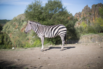 Fototapeta na wymiar a zebra stands alone in a field