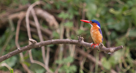 Malachite Kingfisher